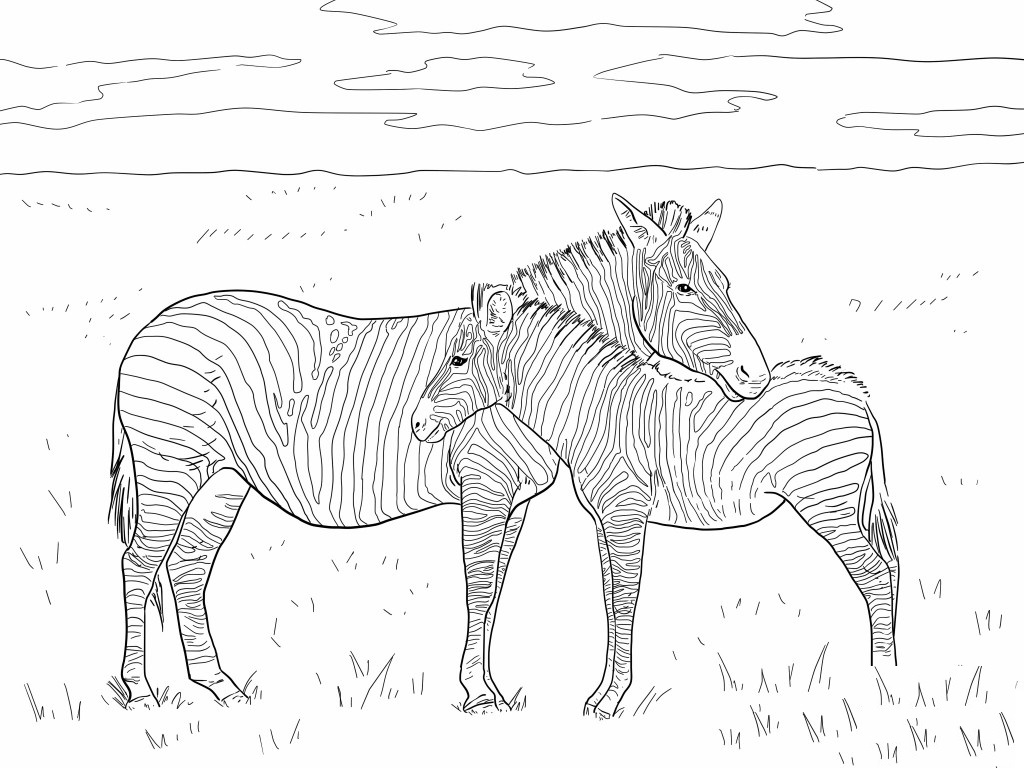 Zebra kolorowanki